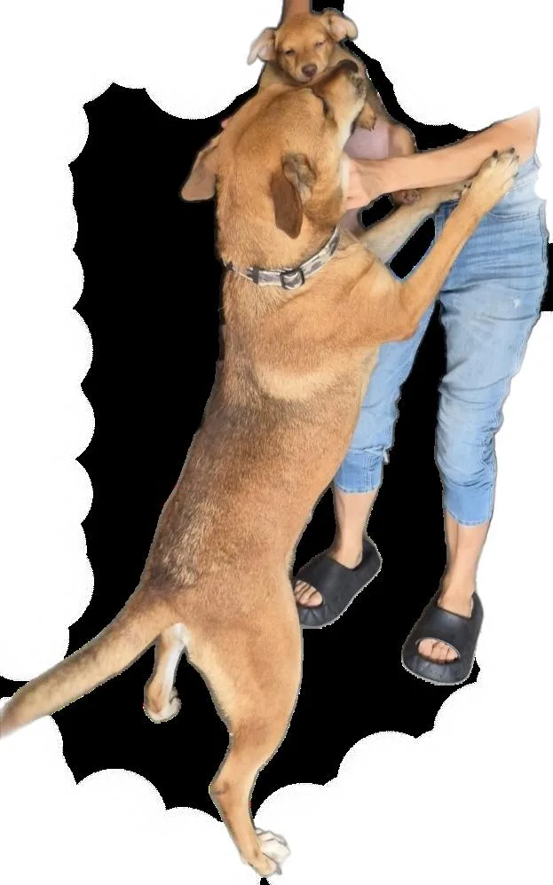 Maple Syrup!! thumbnail 2