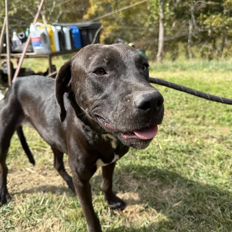 An adult medium-sized female Black Mixed Breed dog named Adult Female for adoption in Red House, WV