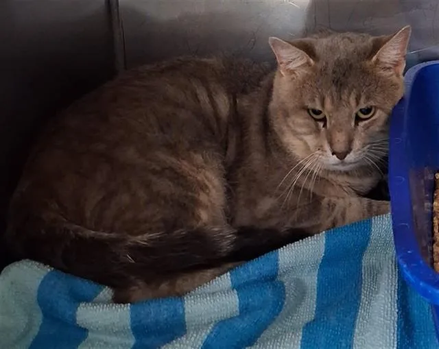 An adult medium-sized male Domestic Short Hair cat named Shrek for adoption in Killeen, TX