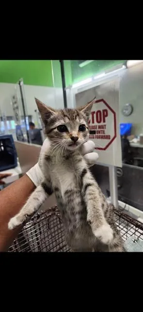 A baby small-sized male Domestic Short Hair cat named Marshall for adoption in Los Angeles, CA