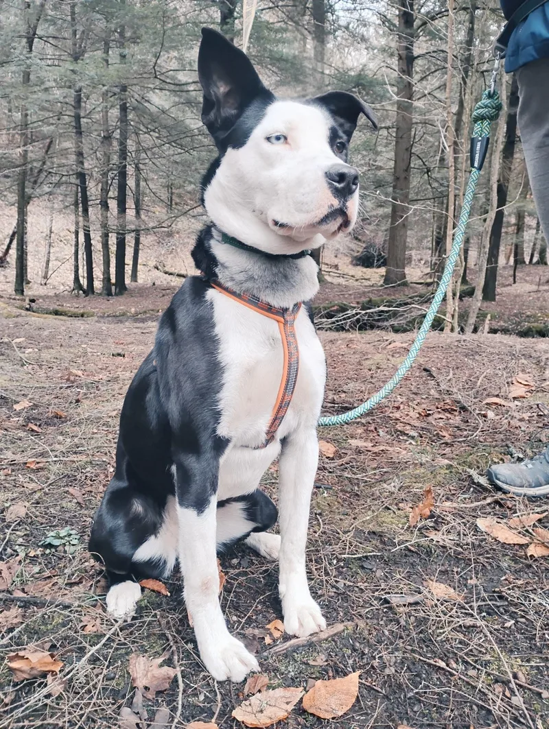 An adult medium-sized female White / Cream Mixed Breed dog named Star for adoption in Lake View, NY