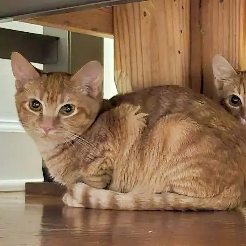 A baby medium-sized male Tabby cat named Huie for adoption in Columbia, SC