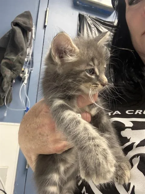 A baby small-sized male Domestic Long Hair cat named Miles for adoption in Santa Cruz, CA