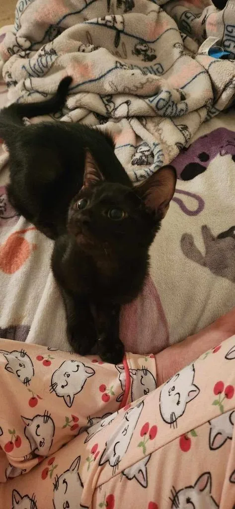 A young medium-sized male Domestic Short Hair cat named Brody for adoption in Tampa, FL