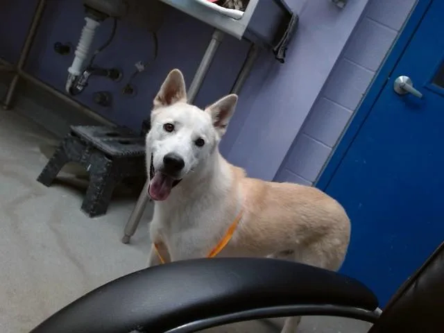 An adult medium-sized male German Shepherd Dog dog named Kodak for adoption in Albuquerque, NM