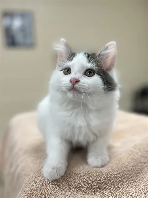 A baby small-sized male Domestic Medium Hair cat named Kellin Quinn for adoption in Aliquippa, PA