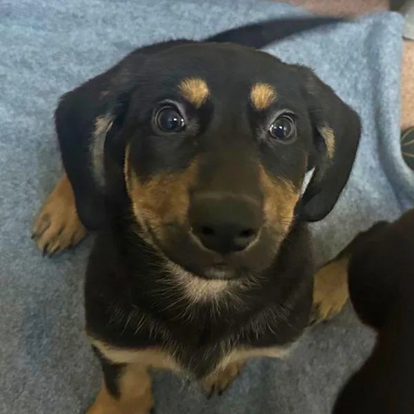 A baby large-sized male Mountain Cur dog named Linz for adoption in Walnut Creek, CA