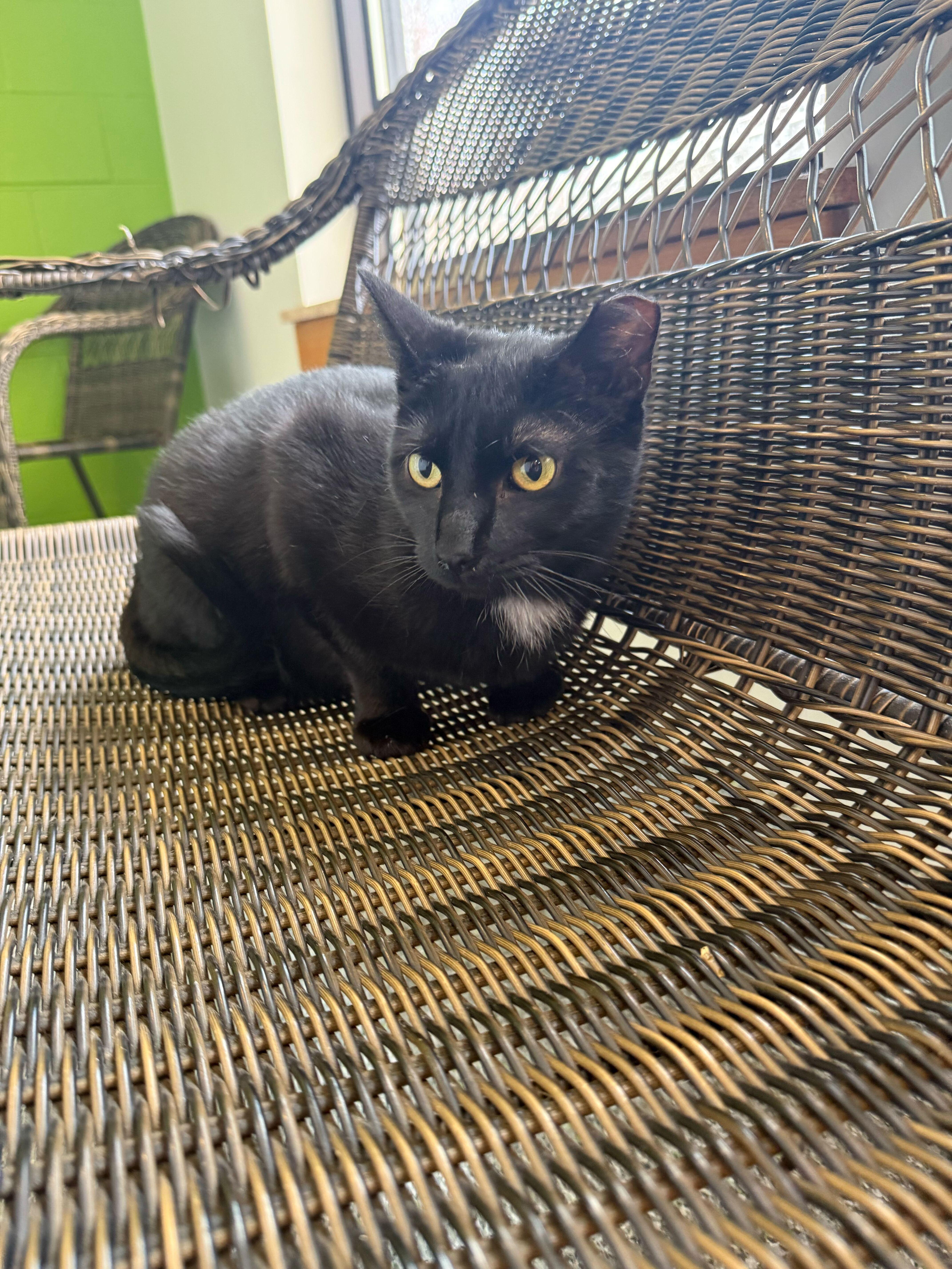 Sweet William thumbnail 2