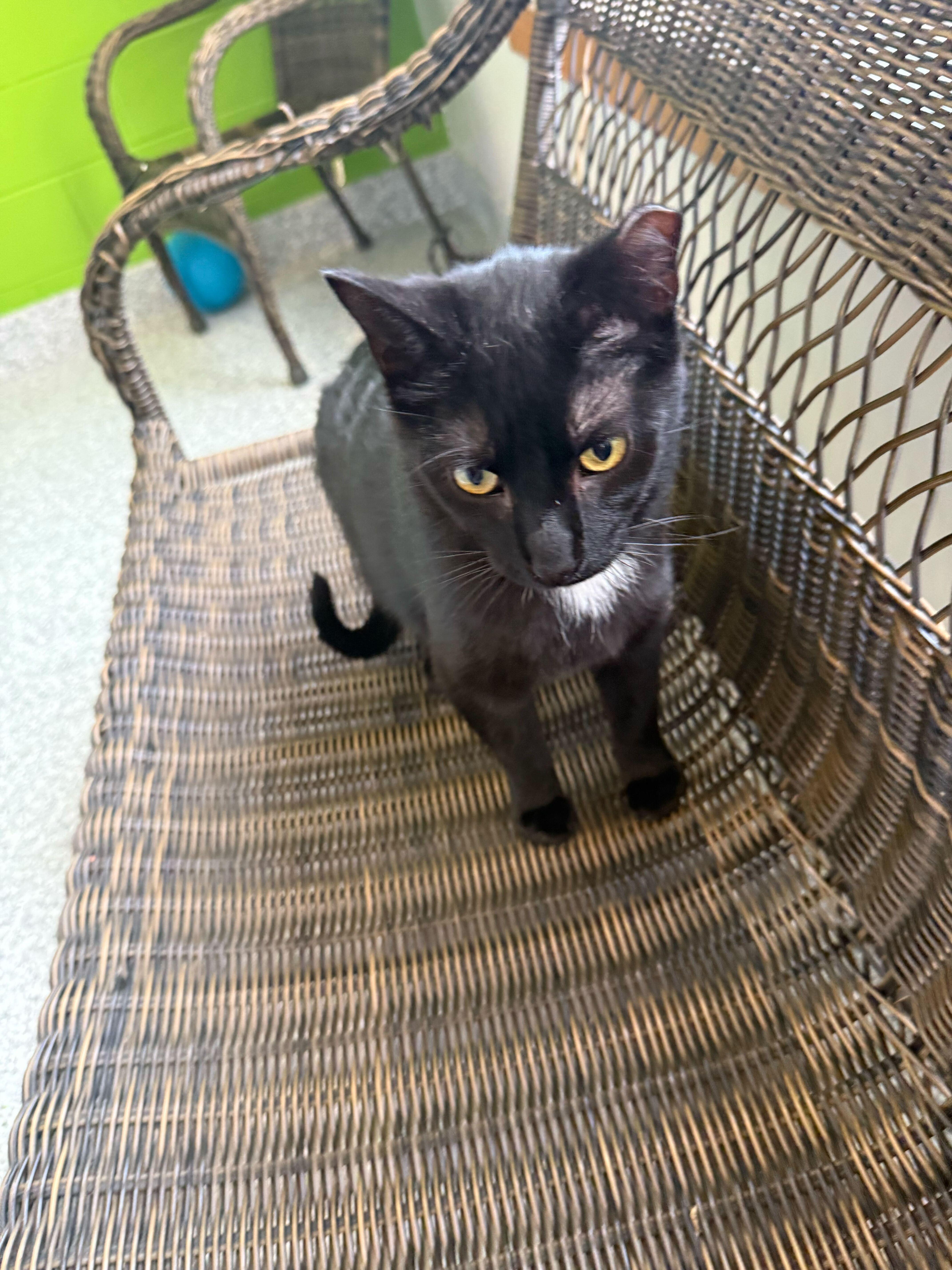 Sweet William thumbnail 3