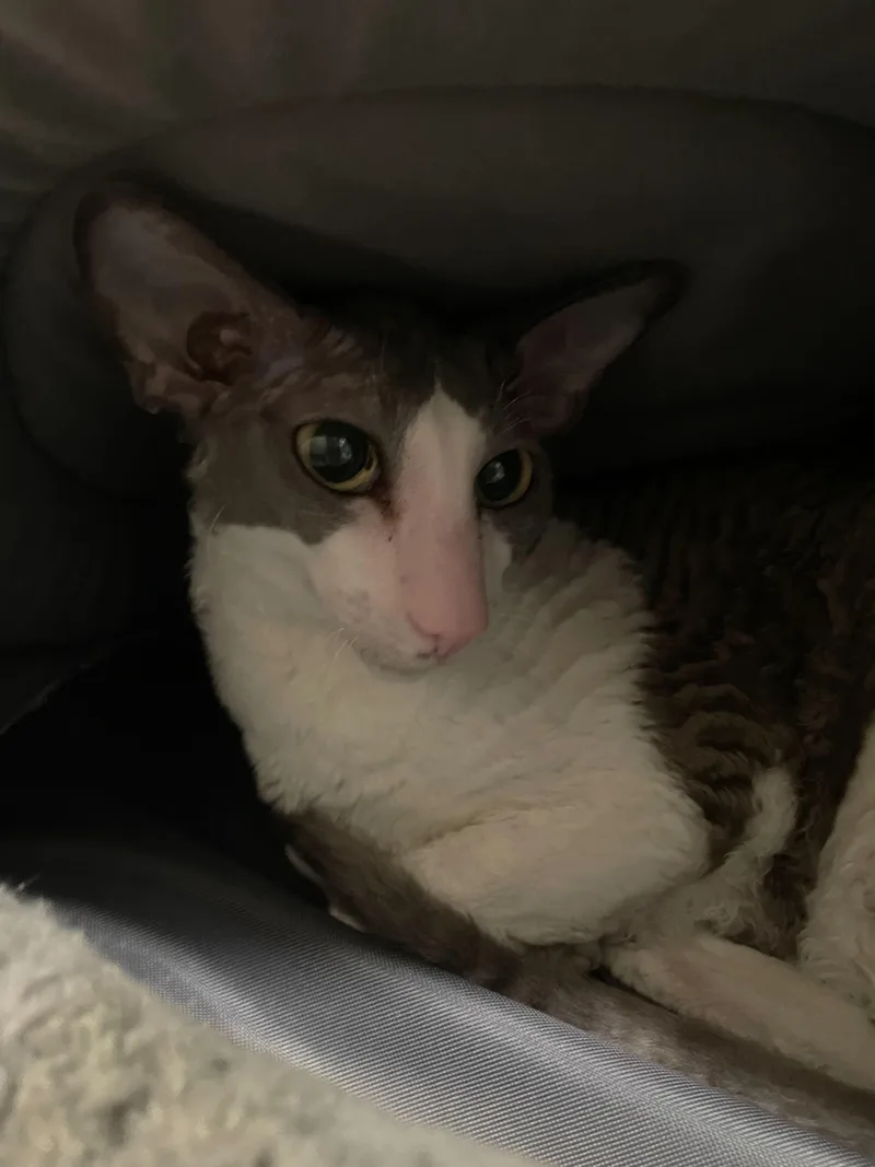 Sweet William thumbnail 4