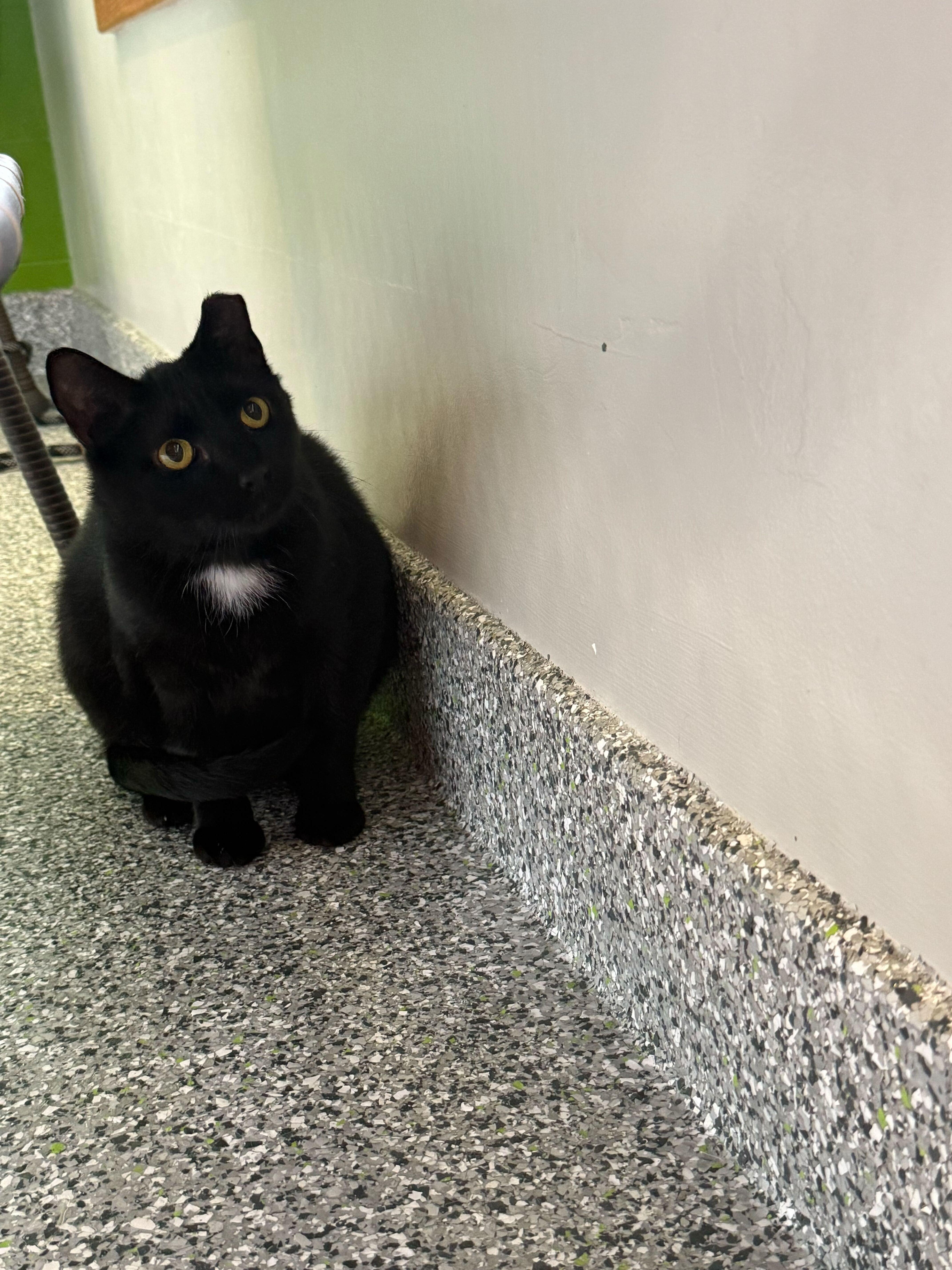 Sweet William thumbnail 5