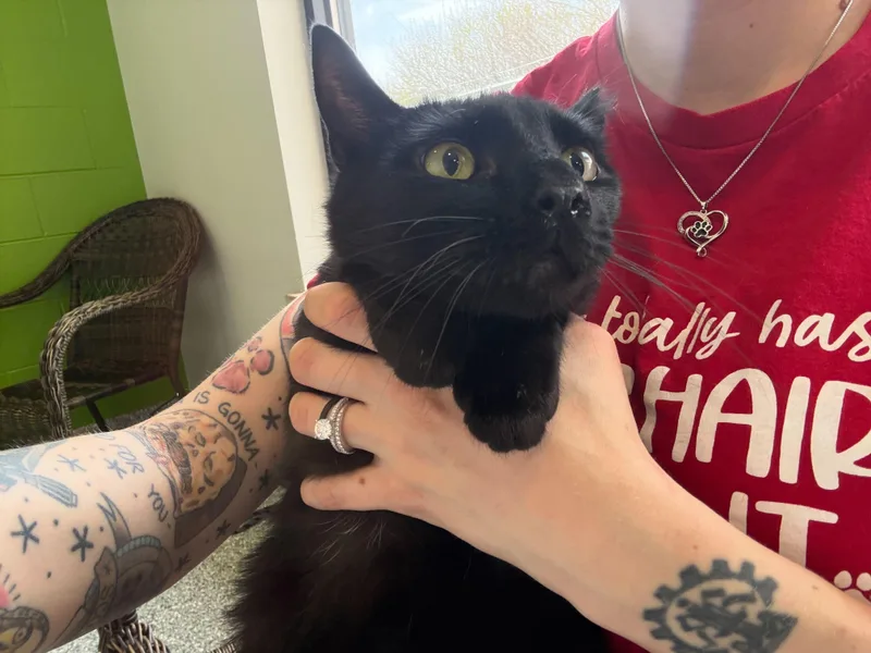 Sweet William thumbnail 6