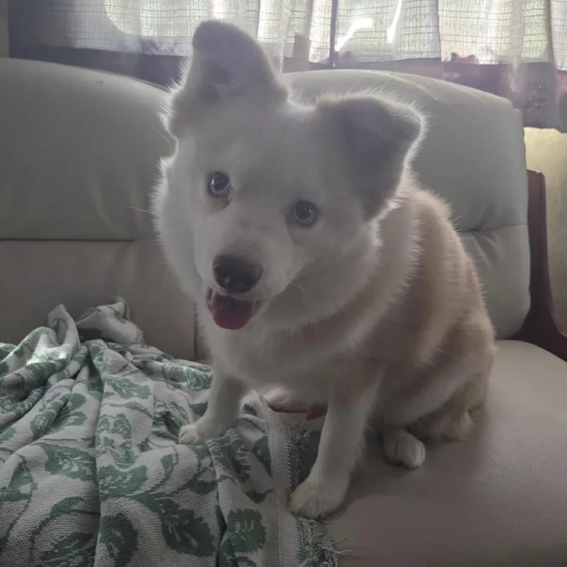 A young small-sized male White / Cream Husky dog named Hendrix for adoption in Fulton, TX