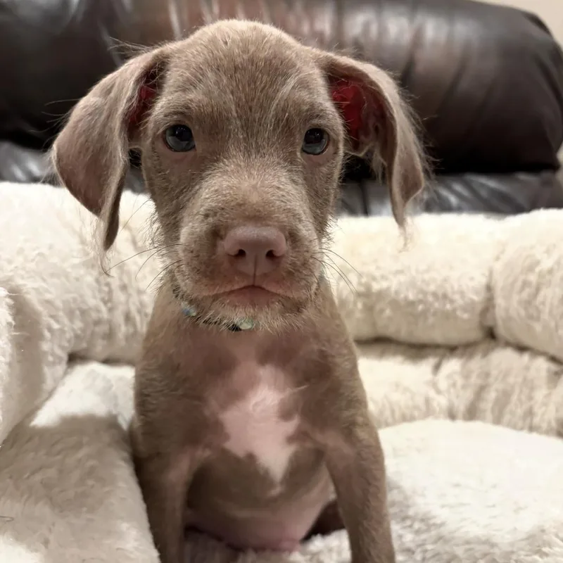 A baby medium-sized male Terrier dog named Felix for adoption in Greensboro, NC