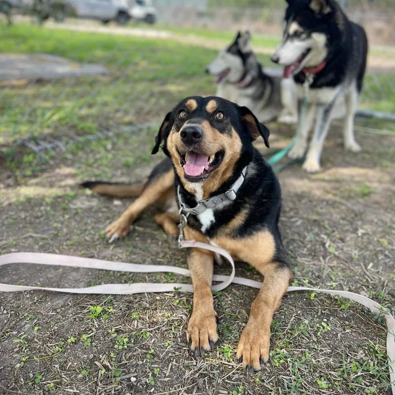 An adult medium-sized male Brown / Chocolate Shepherd dog named Axel for adoption in Edinburg, TX