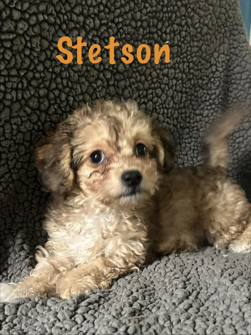 Stetson thumbnail 3