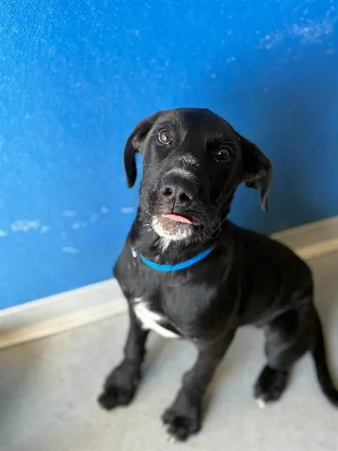 A young medium-sized male Labrador Retriever dog named Cobra Bubbles for adoption in Visalia, CA