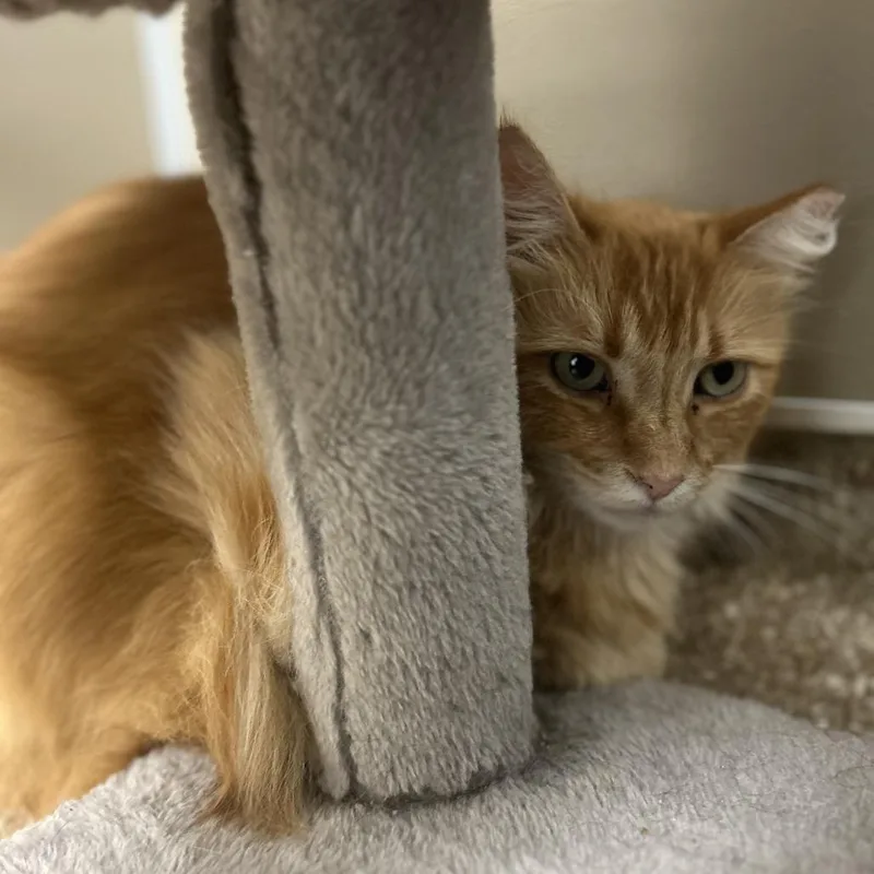 An adult large-sized male Orange / Red Domestic Medium Hair cat named Moris for adoption in Sonoma, CA