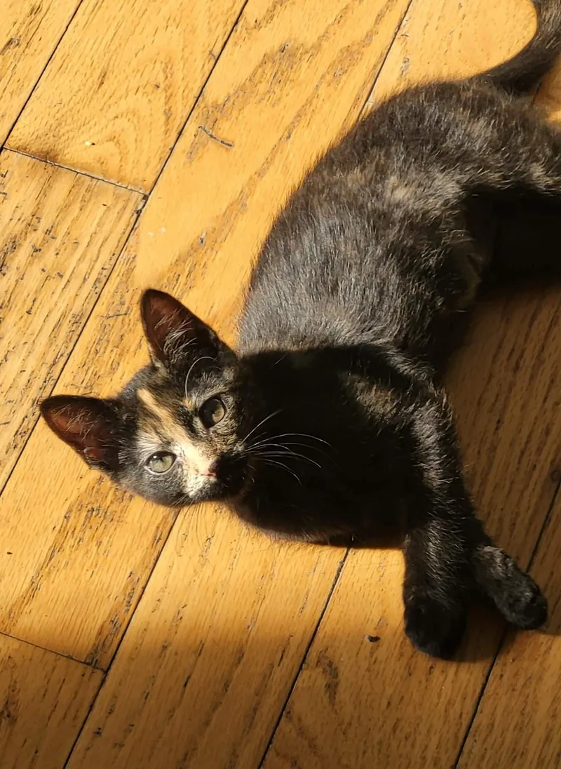 A baby small-sized female Tortoiseshell Domestic Short Hair cat named Barbara for adoption in Bloomsdale, MO