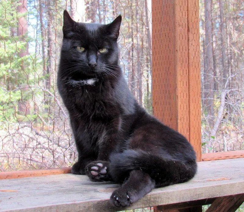 Vote For Pedro! thumbnail 2