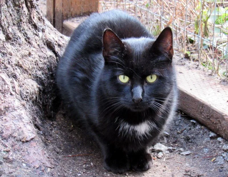 Vote For Pedro! thumbnail 3