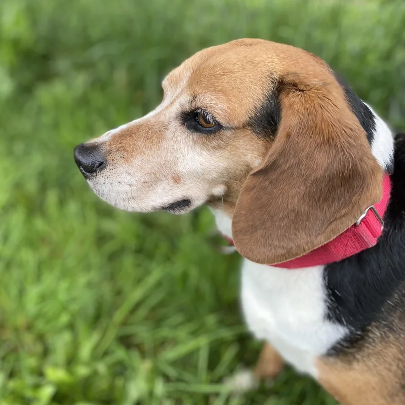 An adult medium-sized male Brown / Chocolate Beagle dog named Henry for adoption in Elyria, OH