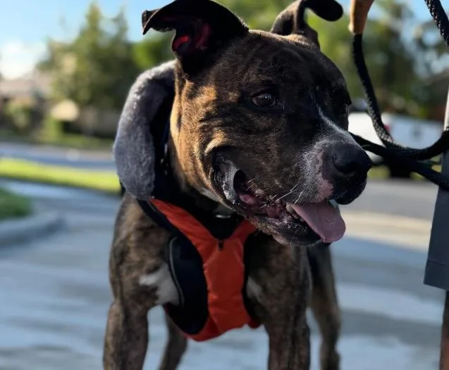 A young medium-sized male Tricolor (Brown, Black, & White) Pit Bull Terrier dog named Benji for adoption in TEMECULA, CA