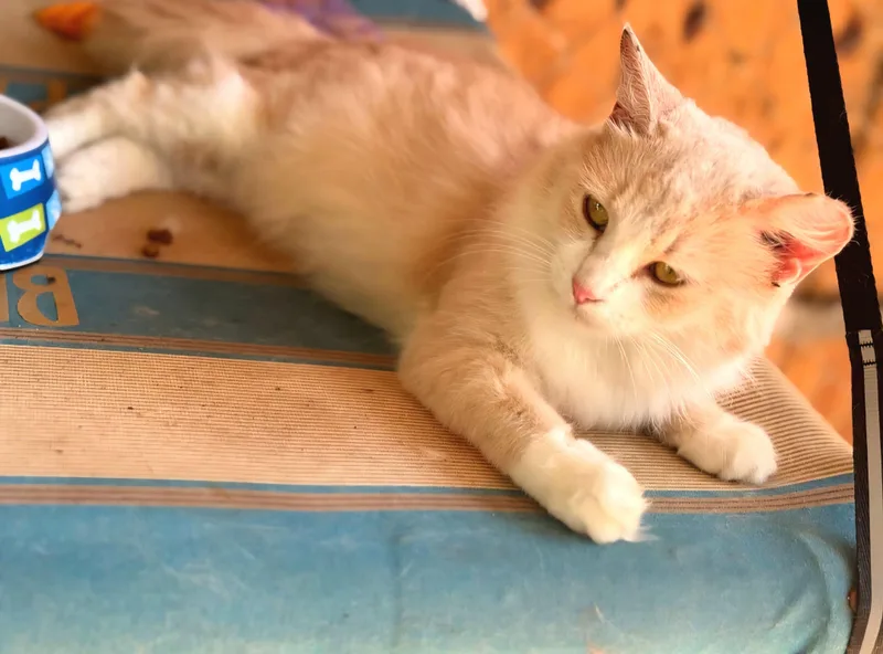 Diosa “lay With Me” thumbnail 2