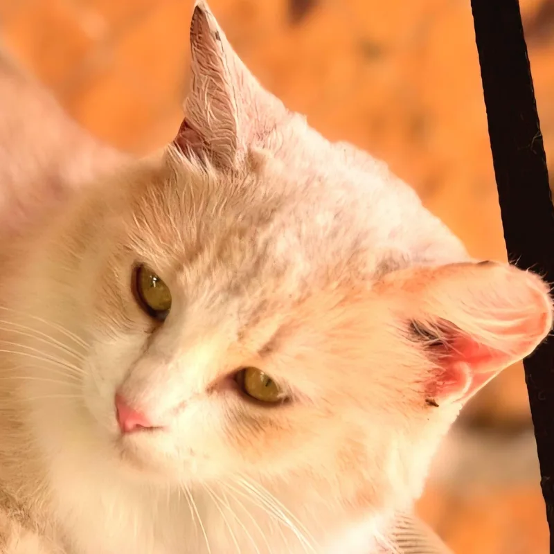 Diosa “lay With Me”