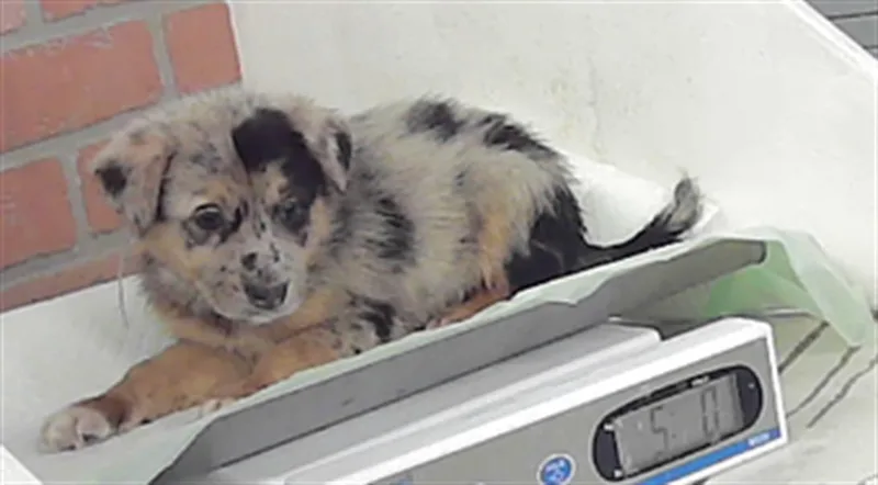 A baby small-sized female Australian Cattle Dog / Blue Heeler dog named Sofia for adoption in Houston, TX