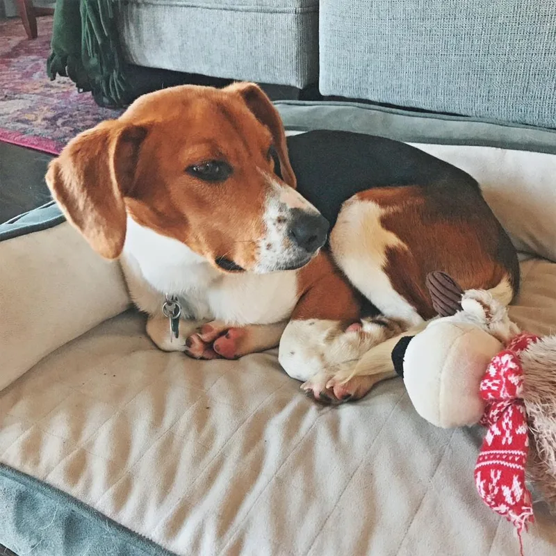 A baby medium-sized female White / Cream Beagle dog named Winnie for adoption in Columbus, OH