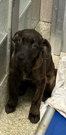 A baby small-sized female Labrador Retriever dog named Reverie for adoption in Washington, DC