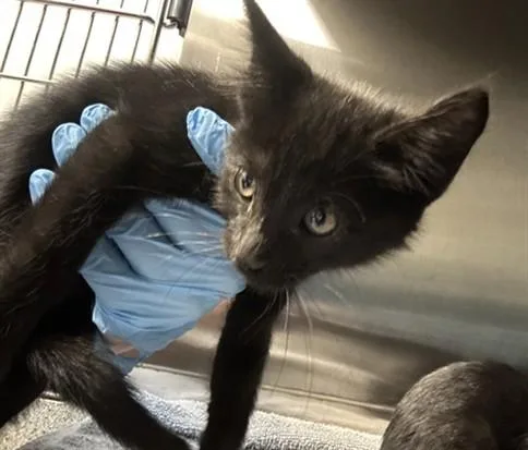 A baby small-sized male Domestic Short Hair cat named Mars for adoption in San Luis Obispo, CA
