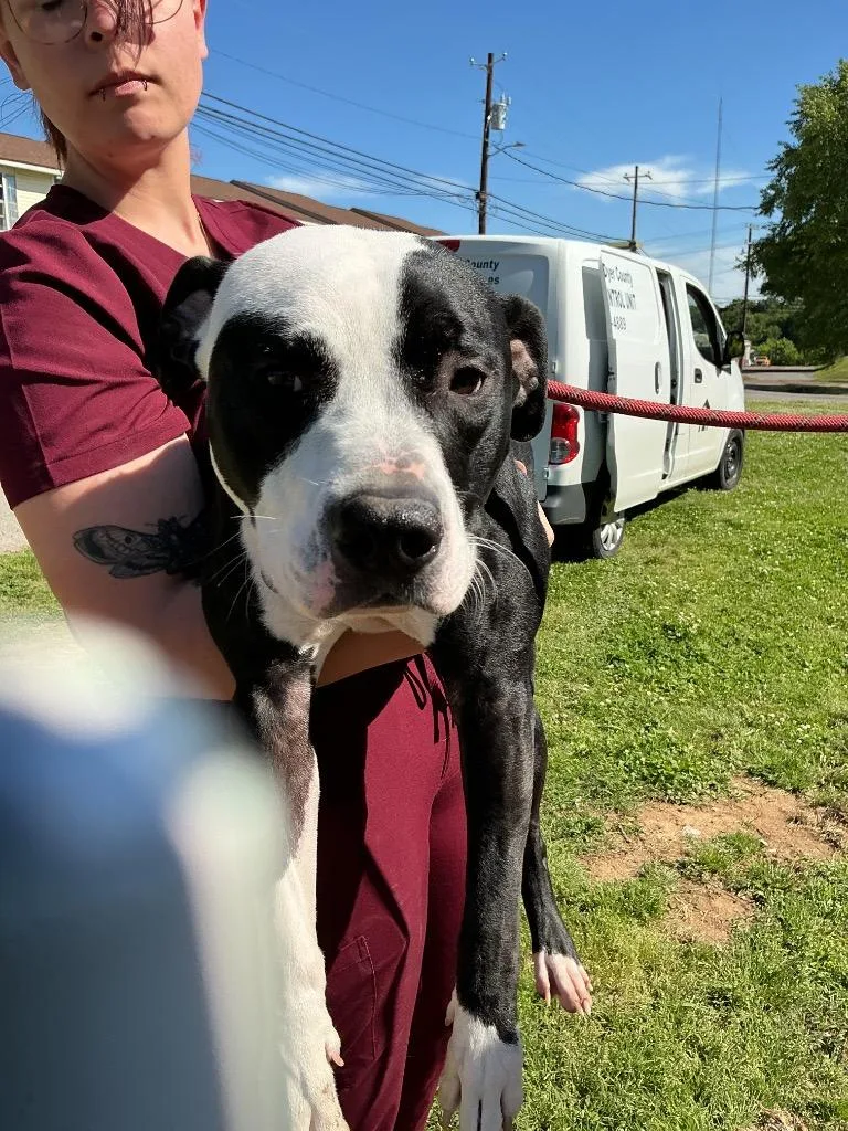 A young large-sized male Pit Bull Terrier dog named Snoopy for adoption in Dyersburg, TN