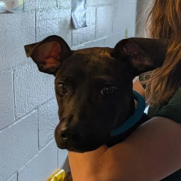 A young medium-sized female Mixed Breed dog named Trout for adoption in Fairport, NY