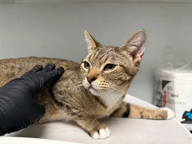 An adult large-sized female Domestic Short Hair cat named Gabby for adoption in Antioch, CA