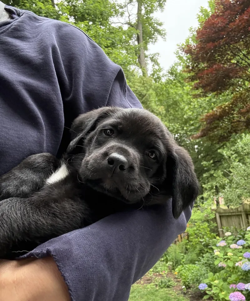 A baby medium-sized male Black Labrador Retriever dog named Timmy for adoption in Richmond, VA