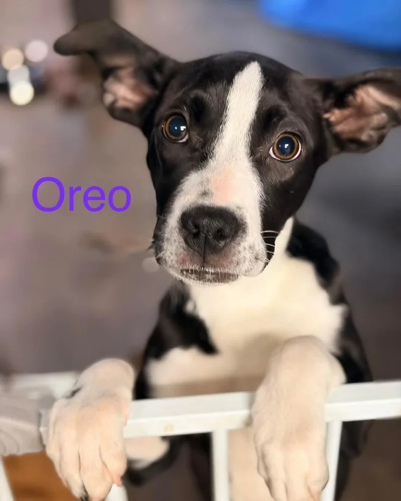 Oreo