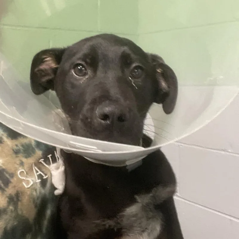 A baby small-sized male Black Mixed Breed dog named Rambo for adoption in Blairsville, GA