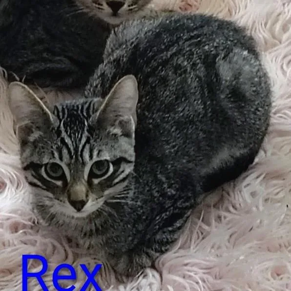 Rex