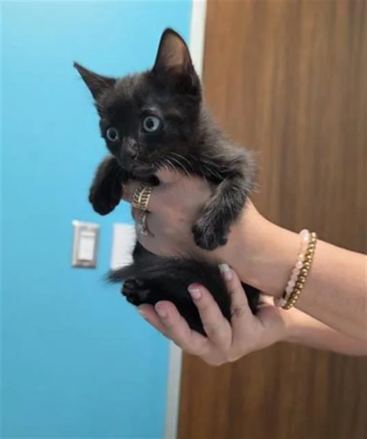 Nova