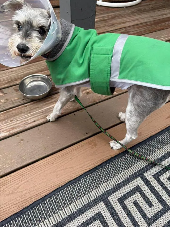An adult small-sized female Miniature Schnauzer dog named Luna Mae for adoption in Homer Glen, IL
