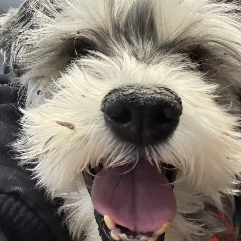 Luna Mae thumbnail 6