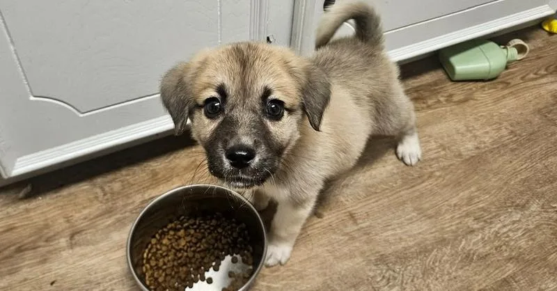 A baby small-sized male Anatolian Shepherd dog named Hercules for adoption in Dallas, TX