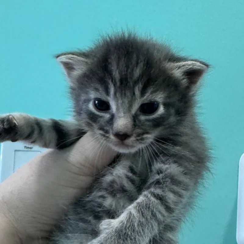 A baby small-sized male Gray / Blue / Silver Domestic Short Hair cat named Bangor for adoption in Marion, VA