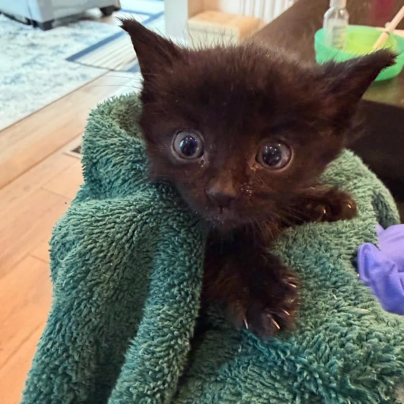 A baby small-sized female Black Domestic Short Hair cat named Greta for adoption in West Des Moines, IA