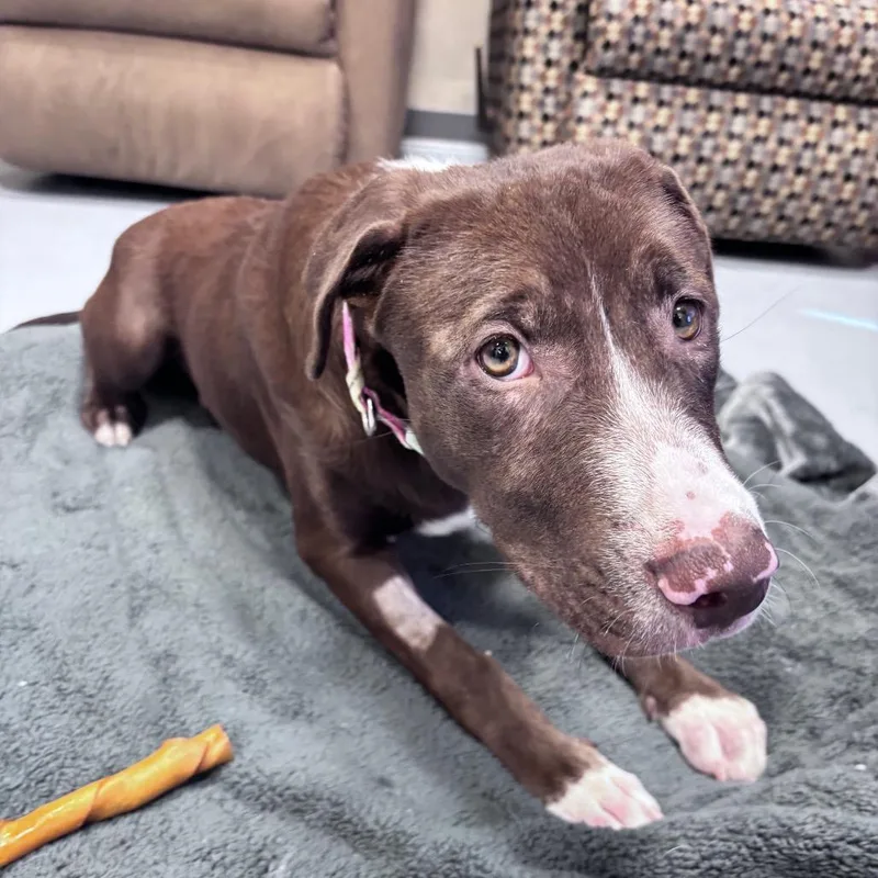 A young medium-sized female Brown / Chocolate Mixed Breed dog named Spice for adoption in Bismarck, ND