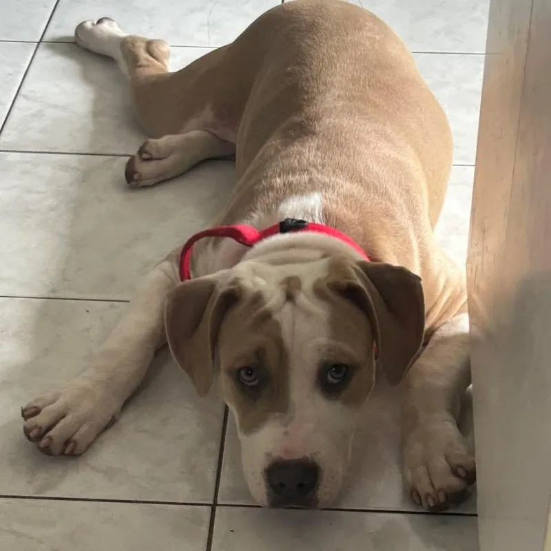 A baby large-sized female Apricot / Beige American Staffordshire Terrier dog named India for adoption in Bronx, NY