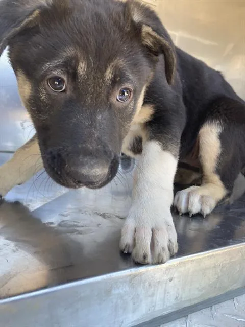 A baby large-sized female Mixed Breed dog named Sofiea for adoption in Dallas, TX