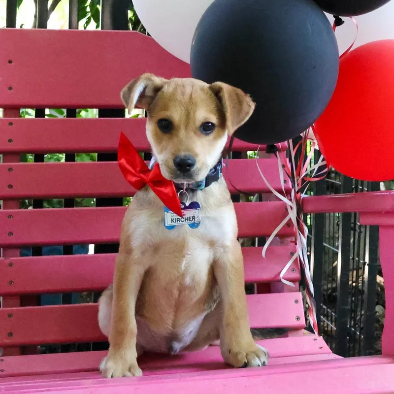 A baby small-sized male Yellow / Tan / Blond / Fawn Labrador Retriever dog named Kircher for adoption in Wake Forest, NC